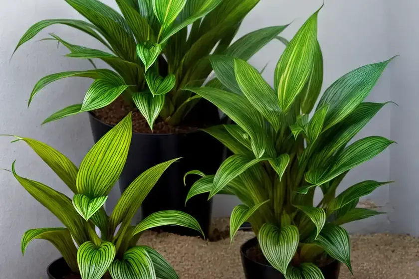 Elger grass (calathea rufibarba ‘elgergrass’) — photo 3
