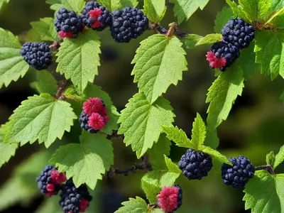 Elm-leaf Blackberry (Rubus Ulmifolius)