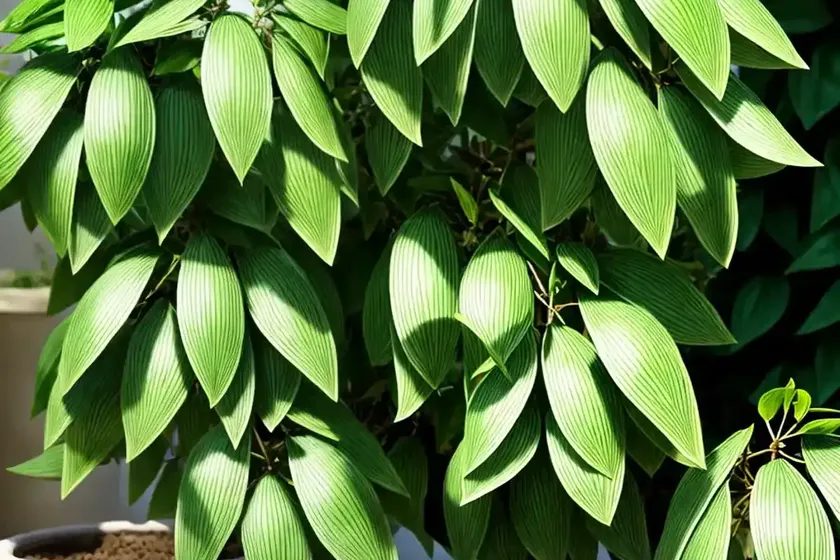 Emerald gaiety (euonymus fortunei) — photo 2