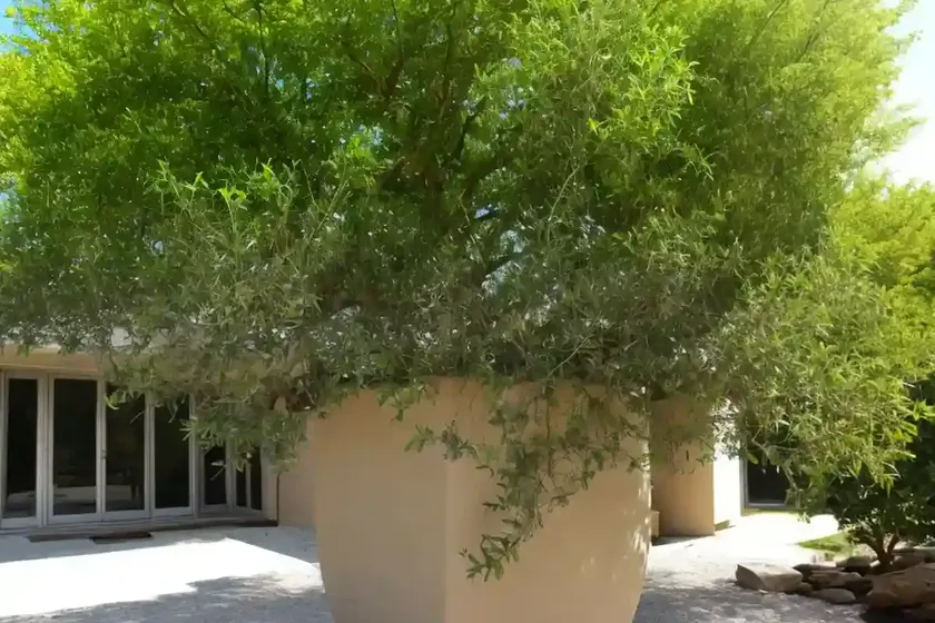 Emory oak (quercus emoryi) — photo 2