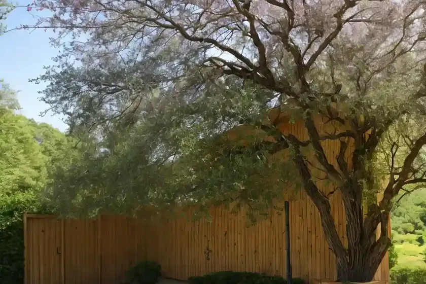 Emory oak (quercus emoryi) — photo 3