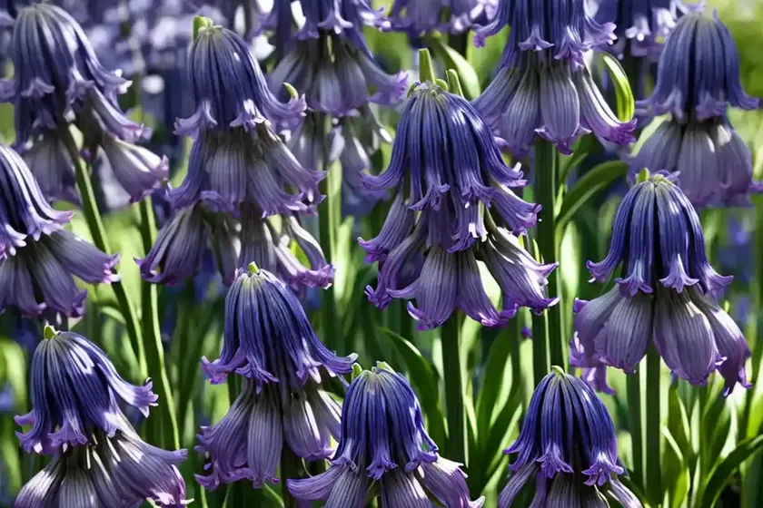 English bluebell (hyacinthoides non-scripta) — photo 3