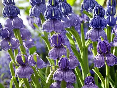 English Bluebell (Hyacinthoides Non-scripta)