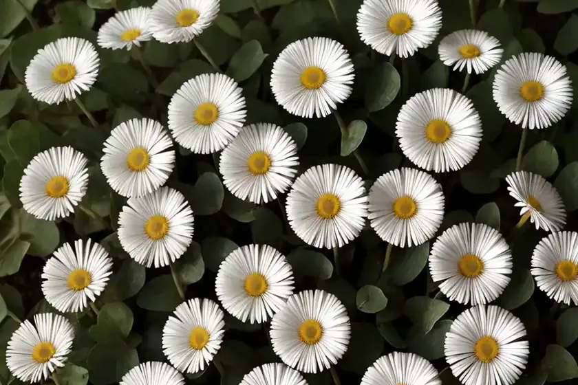 English daisy (bellis perennis ‘pas285179’ bellissima red) — photo 3