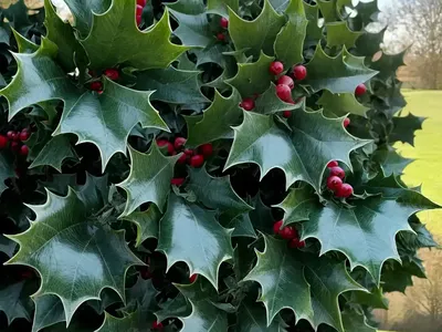 English Holly (Ilex Aquifolium)