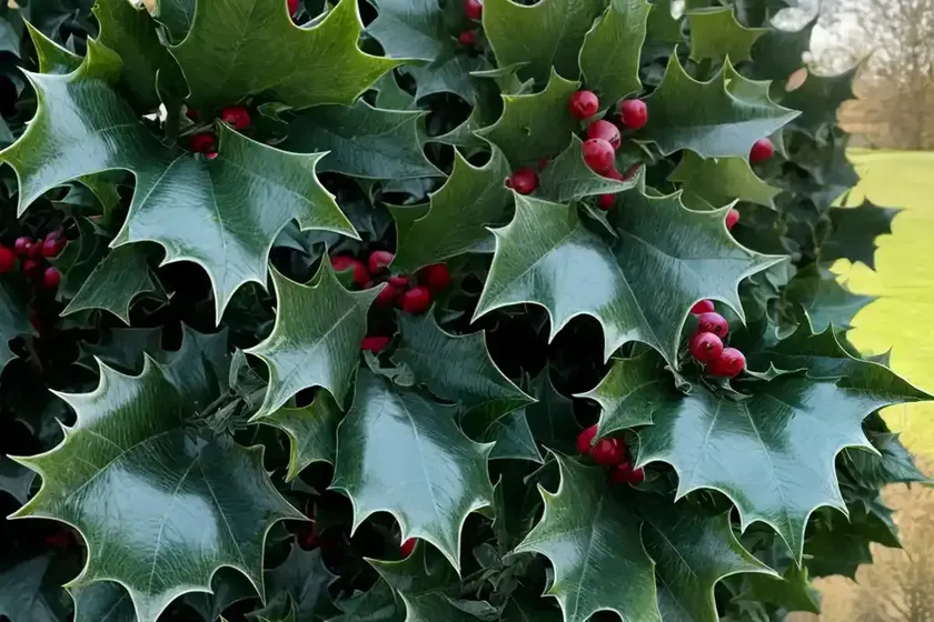 English holly (ilex aquifolium)