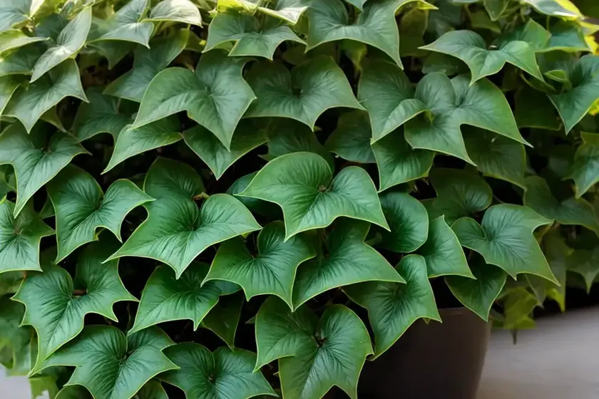English ivy (hedera helix) — photo 3