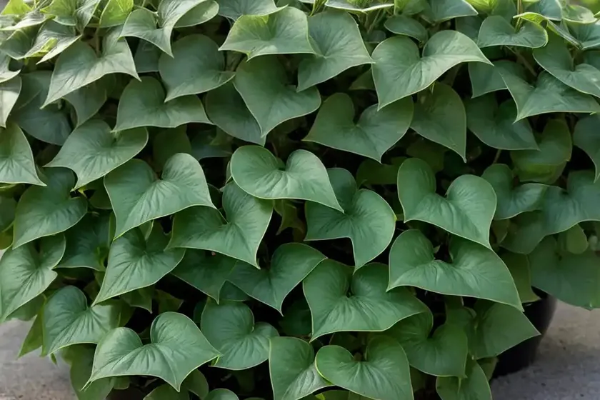 English ivy (hedera helix ‘arborescens’) — photo 2