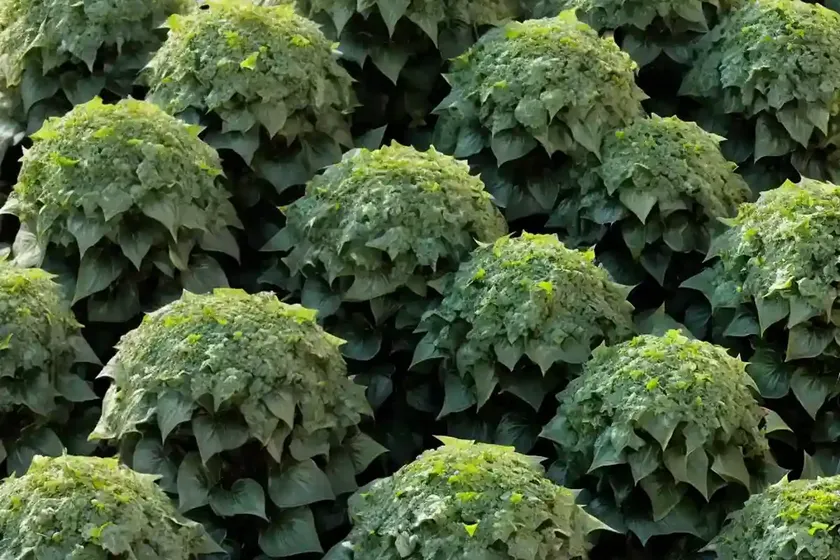 English ivy (hedera helix ‘glacier’) — photo 3