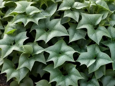 English Ivy (Hedera Helix ‘Glacier’)