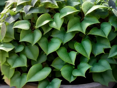 English Ivy (Hedera Helix ‘Midas Touch’)