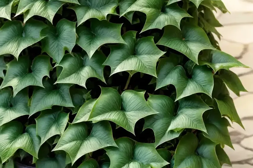 English ivy (hedera helix ‘tango’) — photo 2