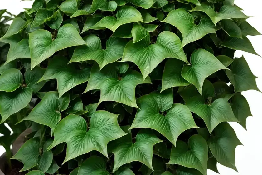 English ivy (hedera helix ‘tango’) — photo 3