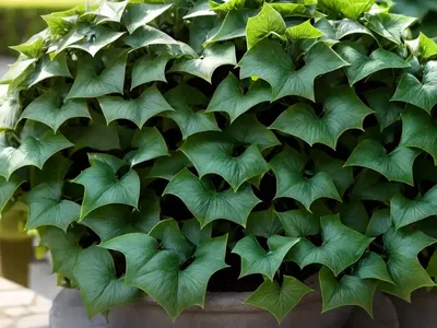 English Ivy (Hedera Helix ‘Tango’)