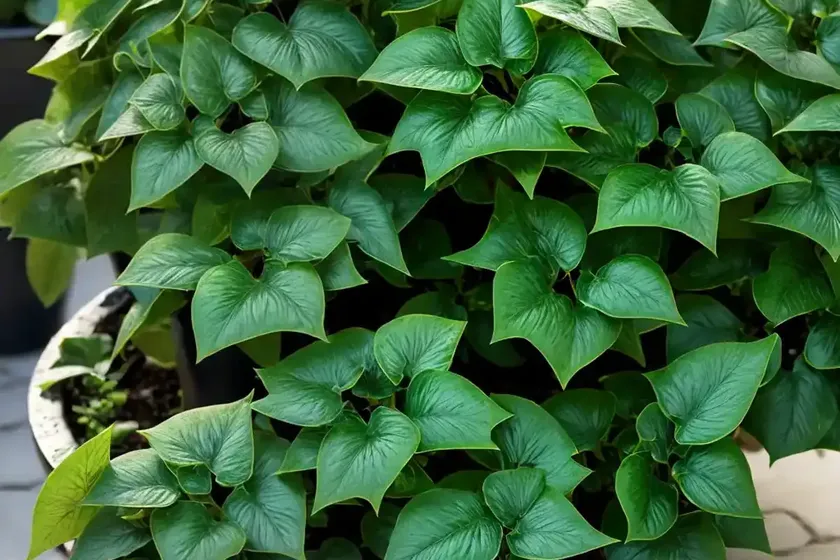 English ivy (hedera helix var. baltica) — photo 2