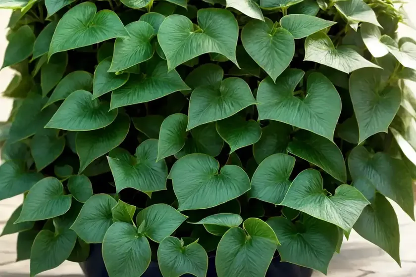 English ivy (hedera helix var. baltica) — photo 3
