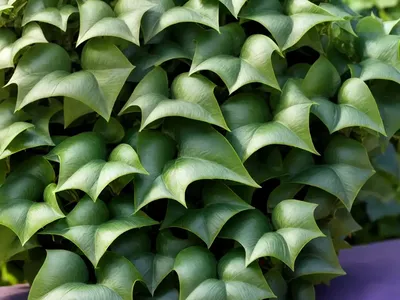 English Ivy (Hedera Helix Var. Baltica)