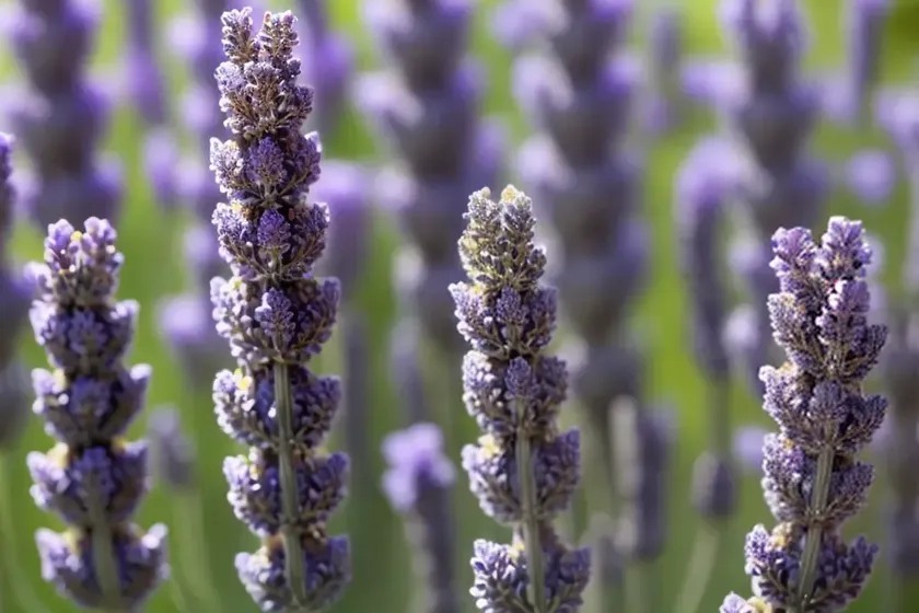 English lavender (lavandula angustifolia) — photo 3