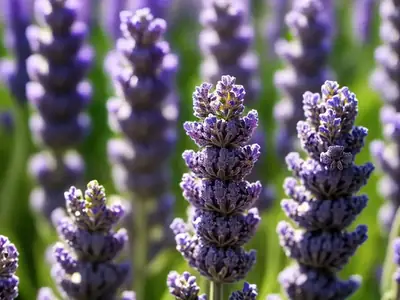 English Lavender (Lavandula angustifolia) Growing Guide