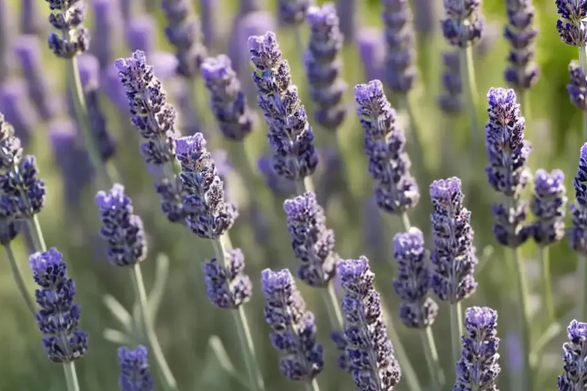 English lavender (lavandula angustifolia ‘kerlavangem’ sweet romance) — photo 2