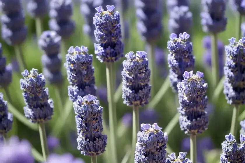 English lavender (lavandula angustifolia ‘superblue’) — photo 2