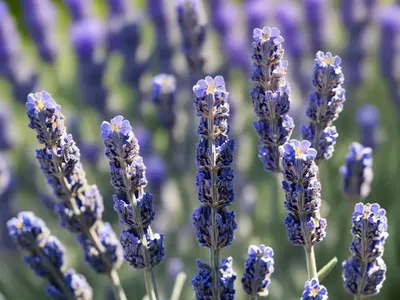 English Lavender (Lavandula Angustifolia ‘SuperBlue’)