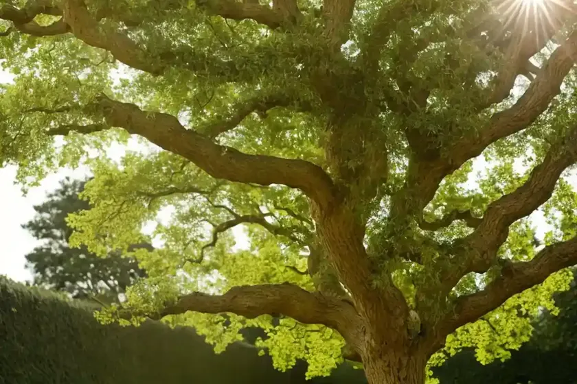 English oak (quercus robur) — photo 3