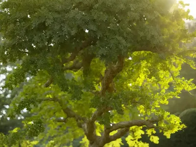 English Oak (Quercus Robur)