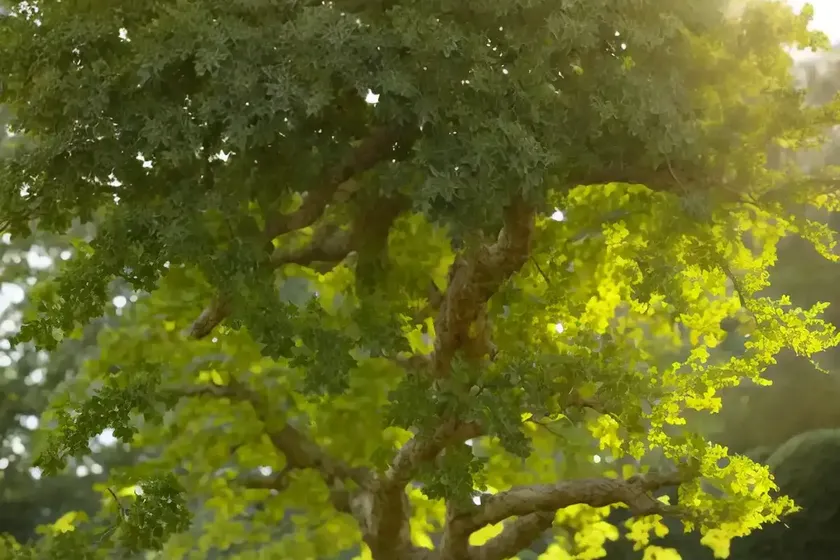 English oak (quercus robur)