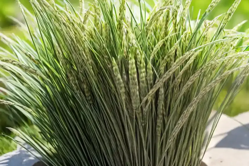 English ryegrass (lolium perenne ‘manhattan’) — photo 2