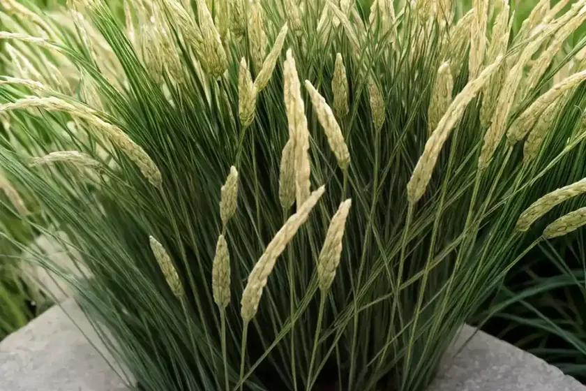 English ryegrass (lolium perenne ‘manhattan’) — photo 3