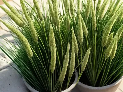 English Ryegrass (Lolium Perenne ‘Manhattan’)