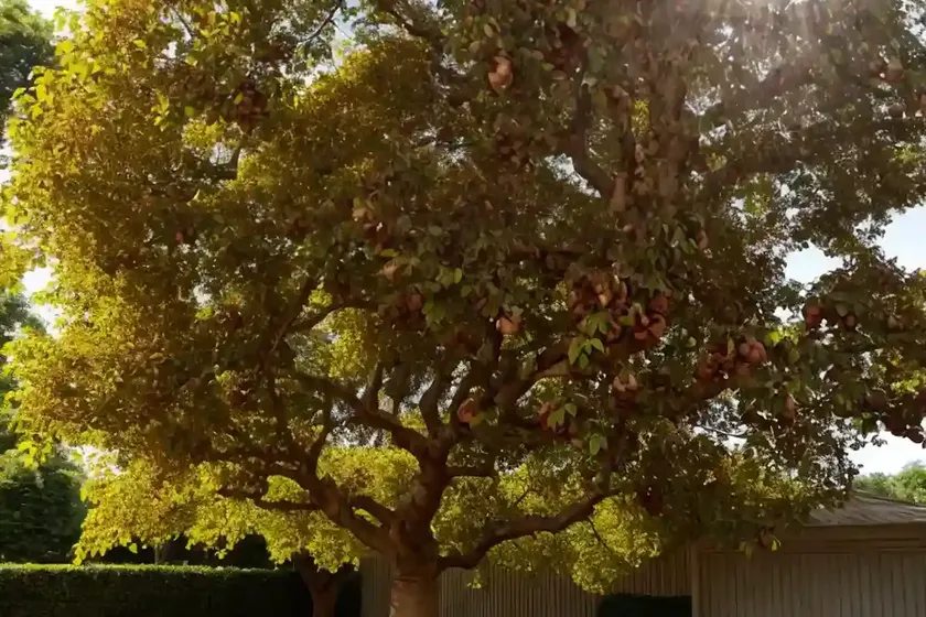 English walnut (juglans regia) — photo 2