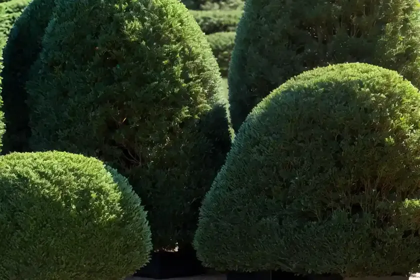 English yew (taxus baccata) — photo 3