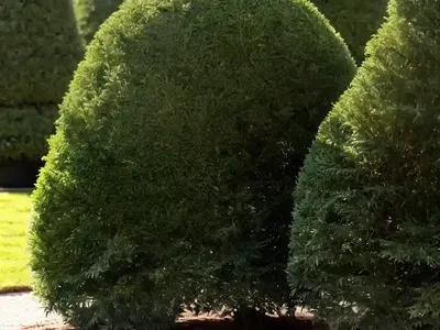 English Yew (Taxus Baccata)