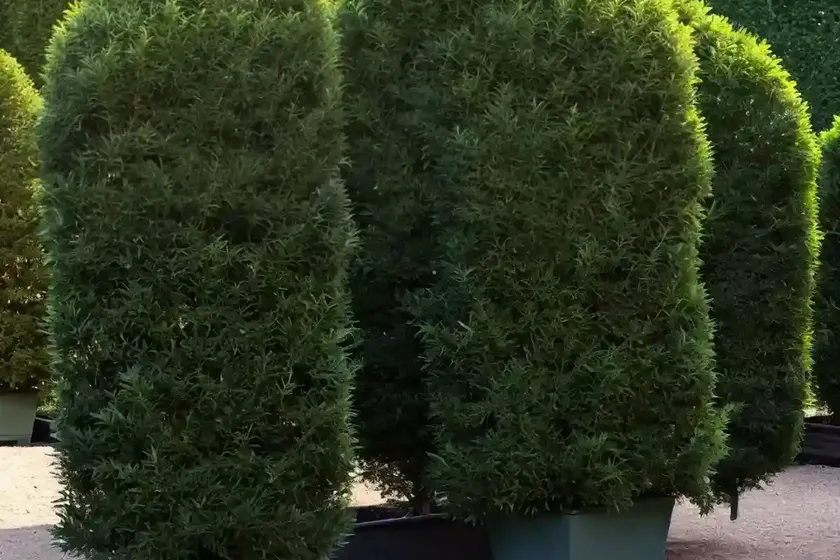 English yew (taxus baccata ‘amersfoort’) — photo 2