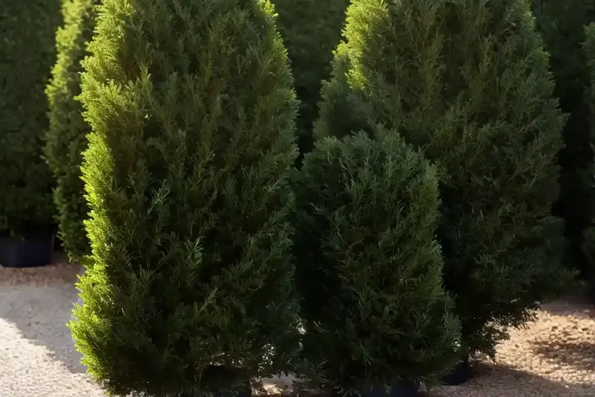 English yew (taxus baccata ‘amersfoort’) — photo 3