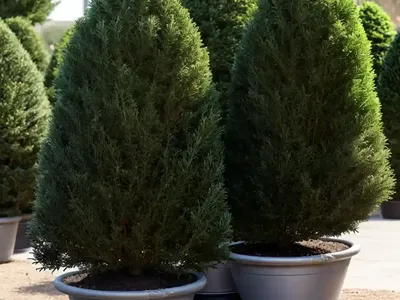 English Yew (Taxus Baccata ‘Amersfoort’)