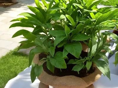 Enjalme (Seseli Tortuosum)