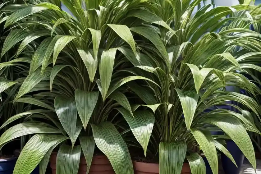Ensete maurelli (ensete ventricosum ‘maurelli’) — photo 2