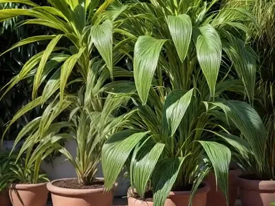 Ensete Maurelli (Ensete Ventricosum ‘maurelli’)