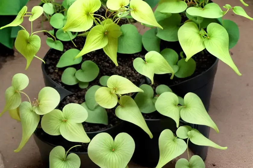 Epimedium leptorrhizum (barrenwort) — photo 3