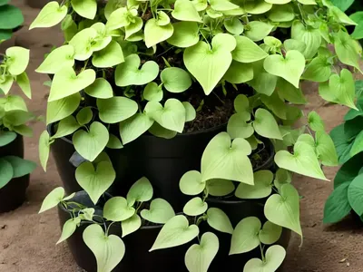 Epimedium Wushanense (Barrenwort)