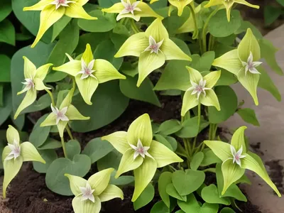 Epimedium X Omeiense ‘Rigoletto’ (Barrenwort)