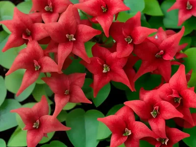 Epimedium X Rubrum (Red Barrenwort)