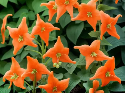 Epimedium X Warleyense ‘Orangekxnigin’ (Barrenwort)