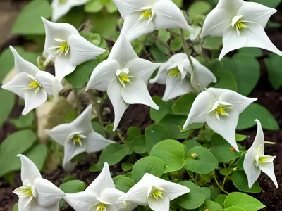 Epimedium X Youngianum ‘Niveum’ (Snowy Barrenwort)