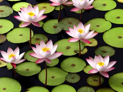 Equisetopsida (Lotus Edulis)