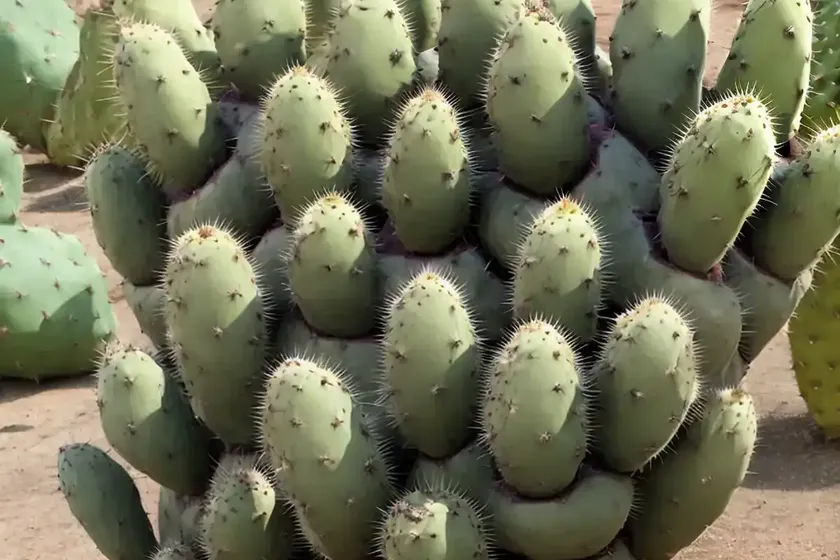 Erect prickly pear (opuntia stricta) — photo 2