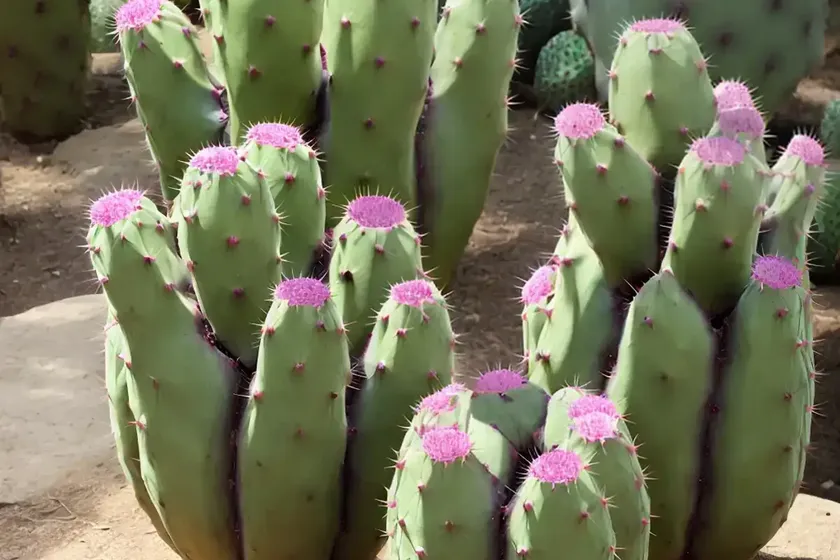 Erect prickly pear (opuntia stricta) — photo 3